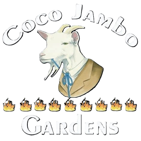 coco jambo