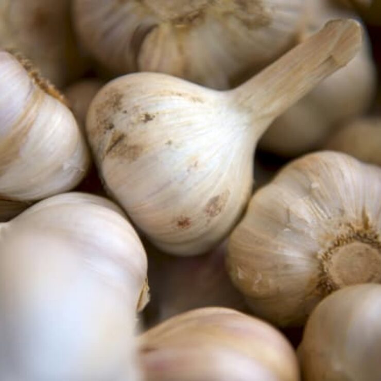 garlic