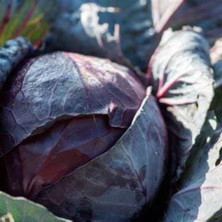 red-cabbage