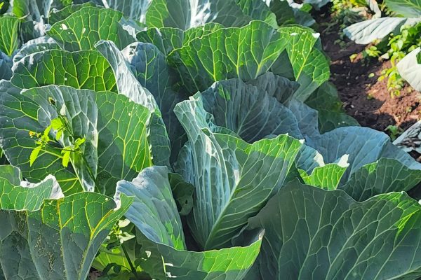 Cabbages