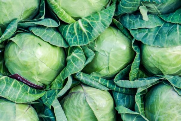 cabbages