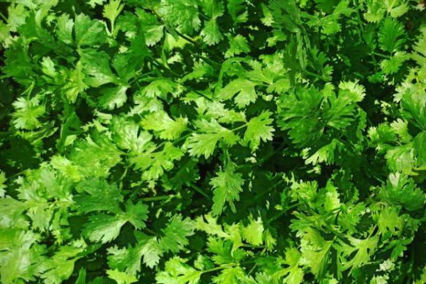 cillantro