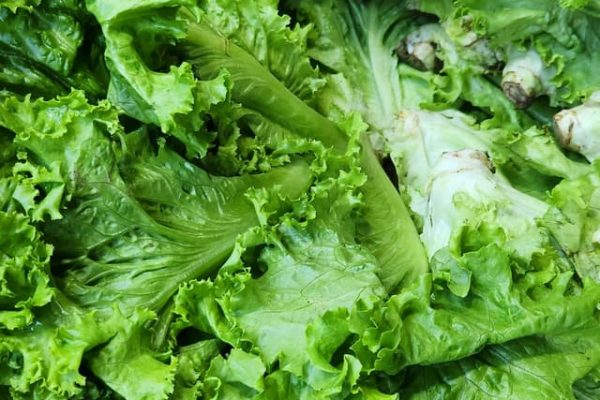 lettuce