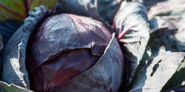 red-cabbage
